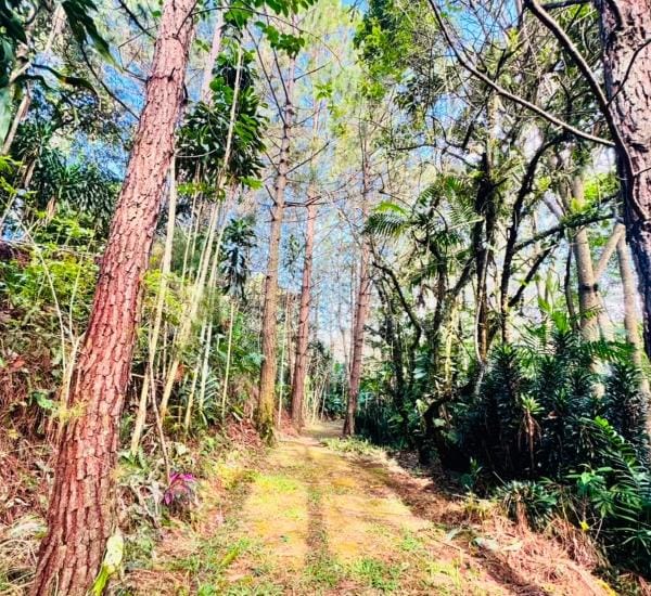 Finca en Carrizal de Alajuela